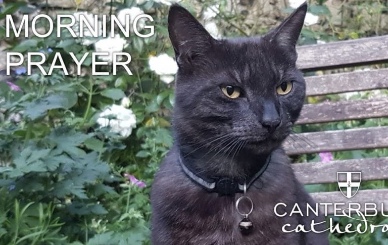 Leo the Canterbury Cat