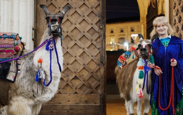 Llamas take centre stage for Exeter Cathedral’s nativity play