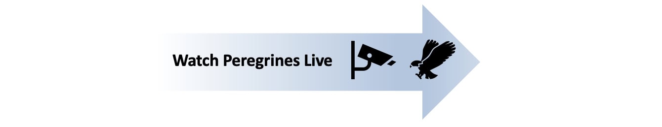 Watch Live Peregrine Webcams here.