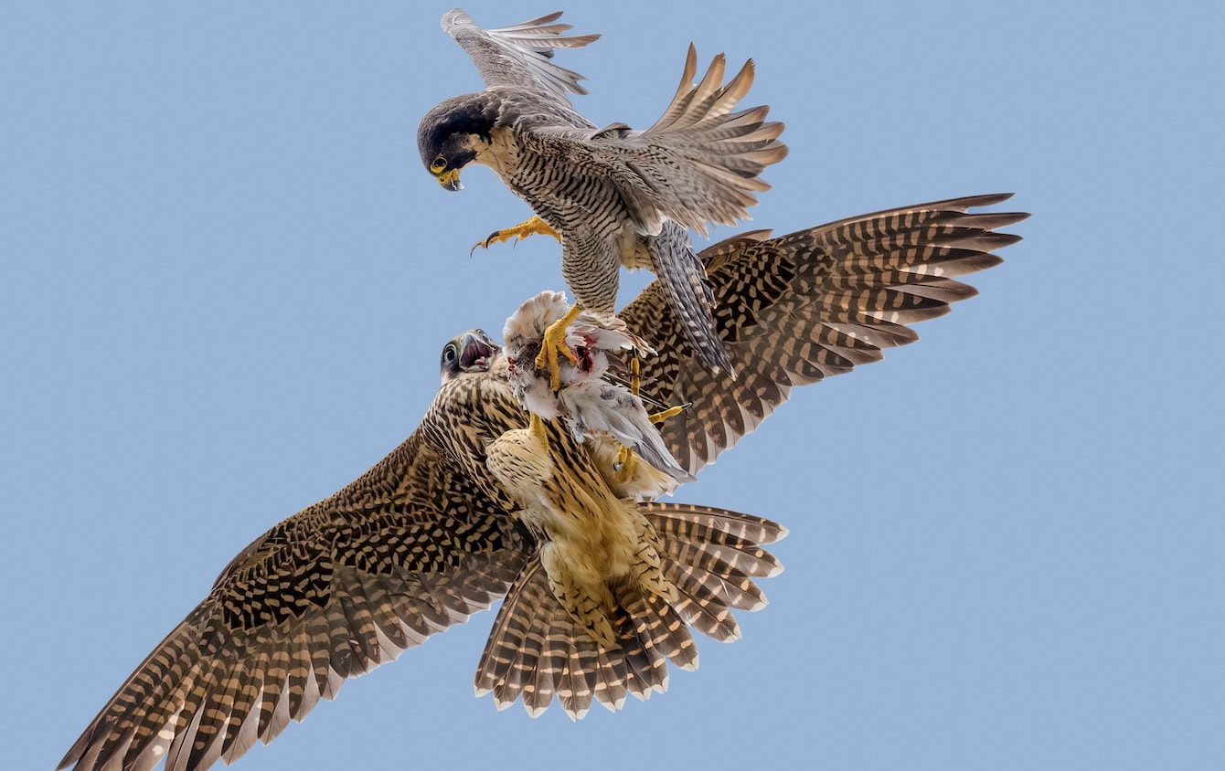 Lincoln cathedral peregrine falcons! Four eggs and a bird's eye view thanks to a partnership project