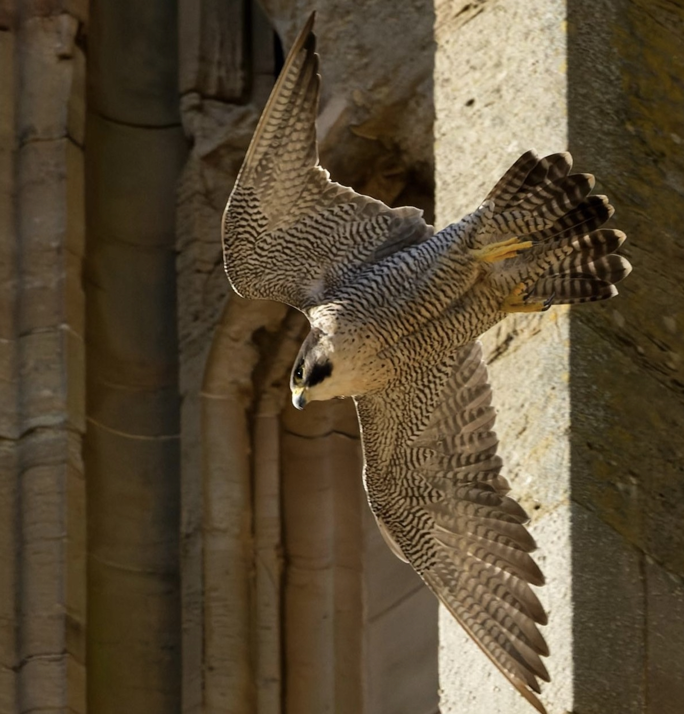 peregrine livestream hits 500k mark as chicks hatch