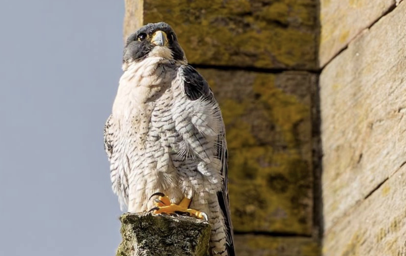 peregrine livestream hits 500k mark as chicks hatch