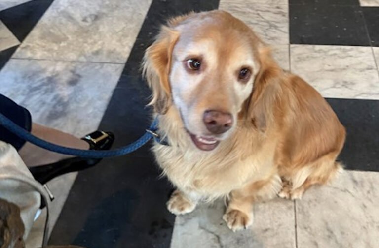 For All Creatures Great and Small … Cathedral Services for Pets