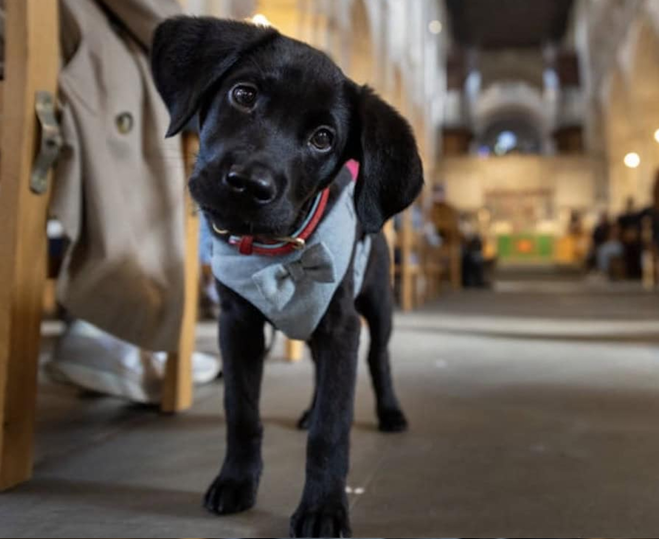 For All Creatures Great and Small…Cathedral Services for Pets - St Albans Cathedral