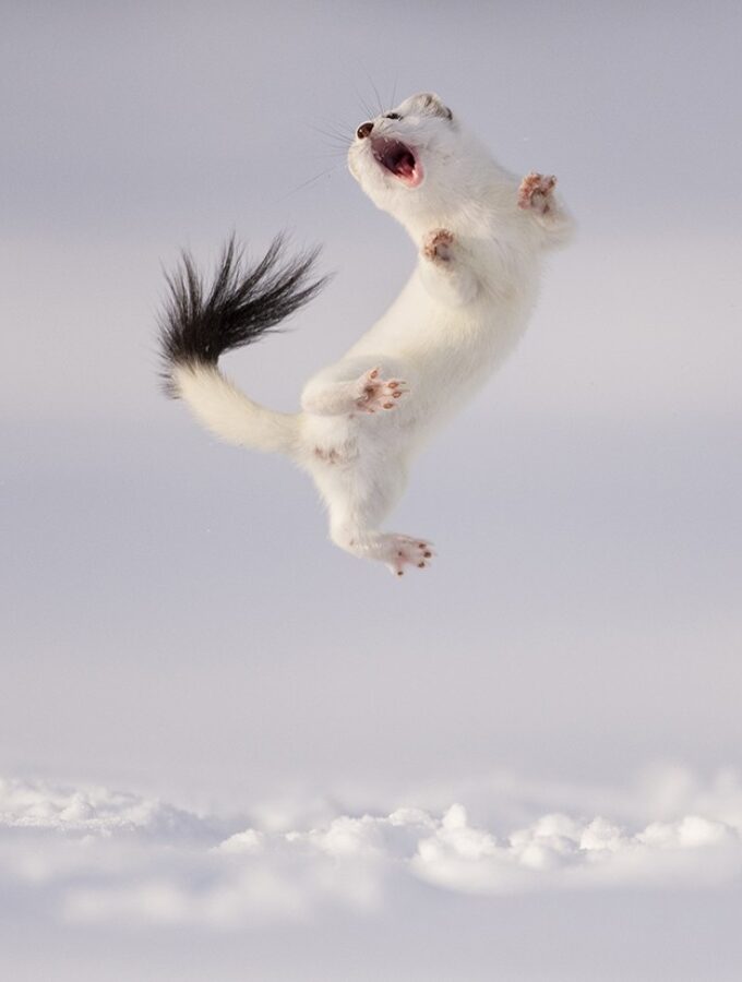 ©-Jose-Manuel-Grandio-Wildlife-Photographer-of-the-Year