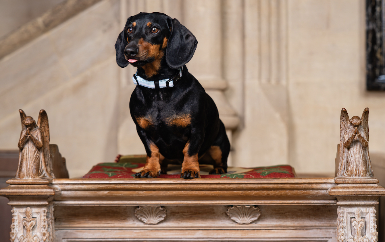 Dogs in Cathedral Calendars