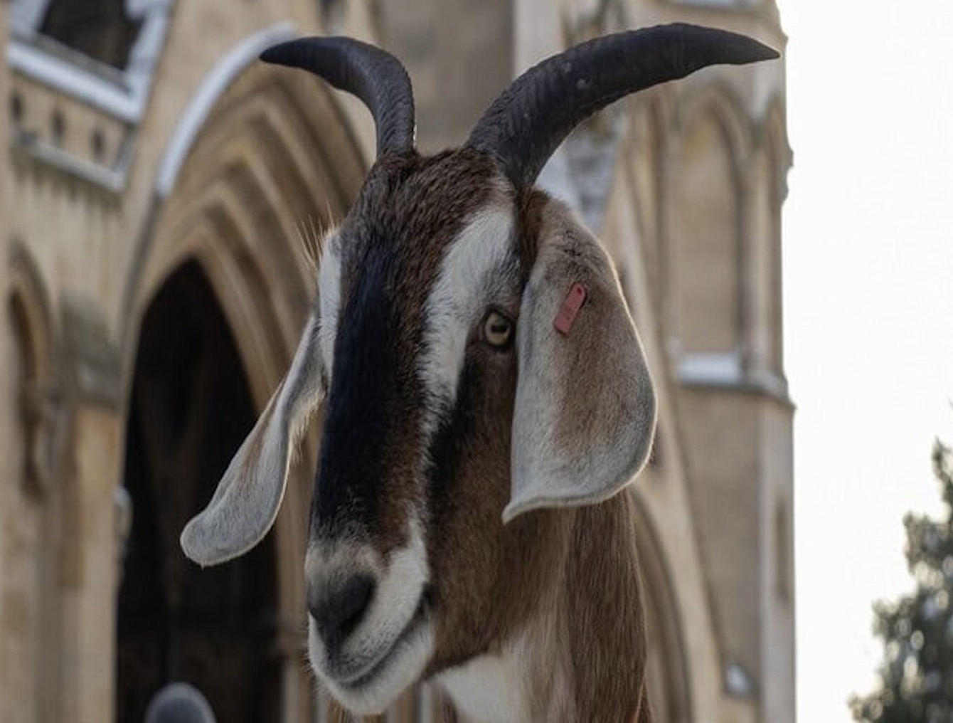 Christmas Tree Festival at St Albans Cathedral