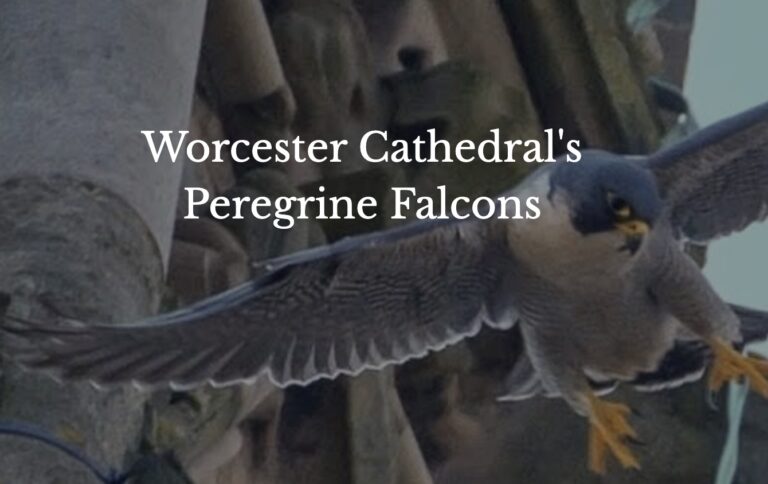 Peregrine Livestream at Worcester Cathedral Switches on Early for Upcoming Season