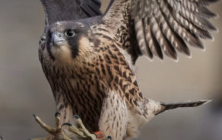 Peregrines nesting at Winchester Cathedral again after a year away - webcam is live.