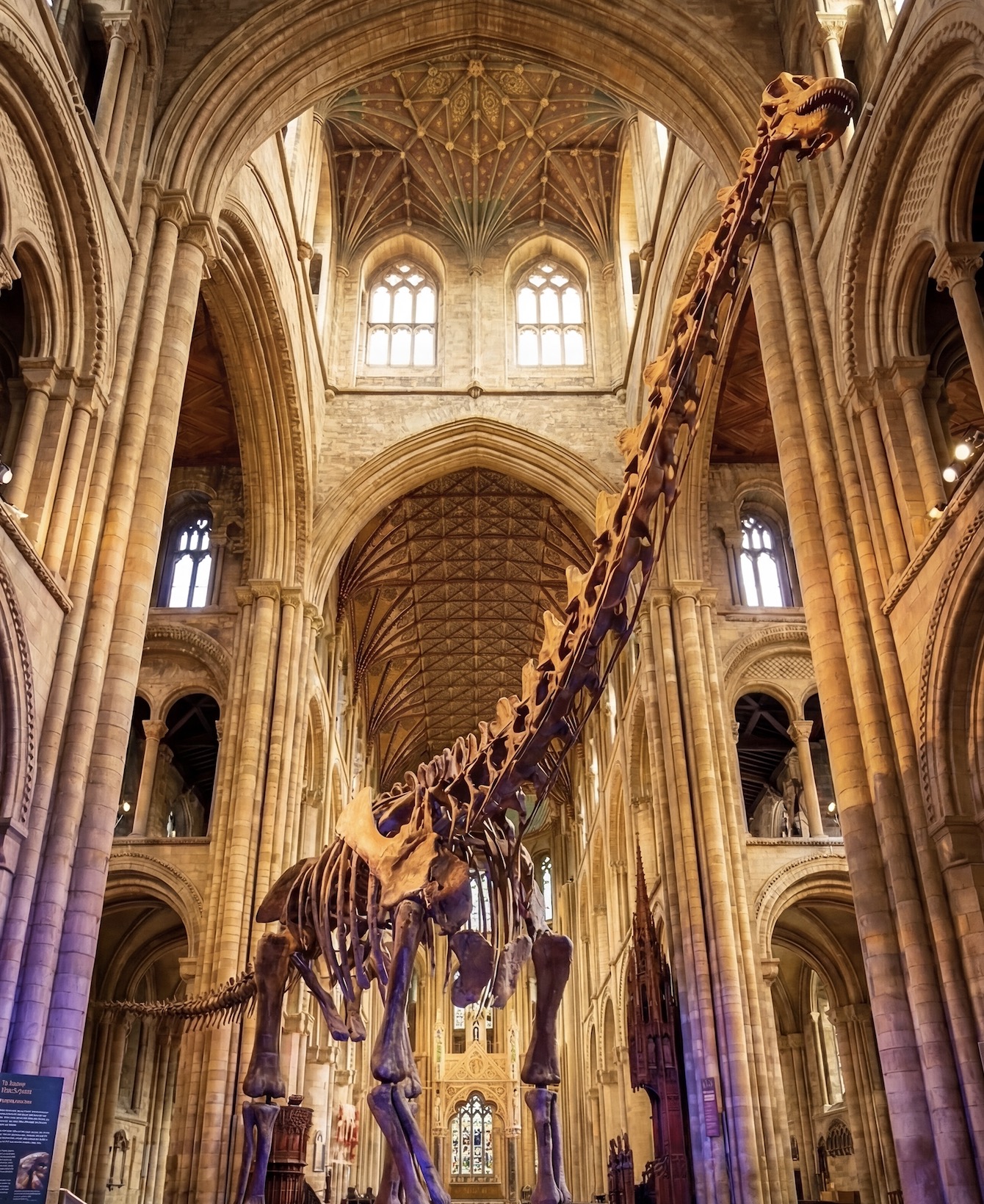The largest dinosaur on earth comes to Peterborough Cathedral - Patagotitan mayorum
