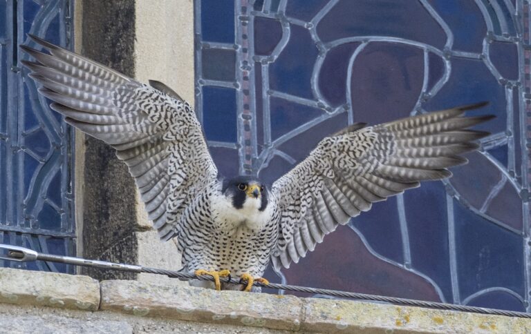 image from Peregrine Falcons’ return to Ely Cathedral