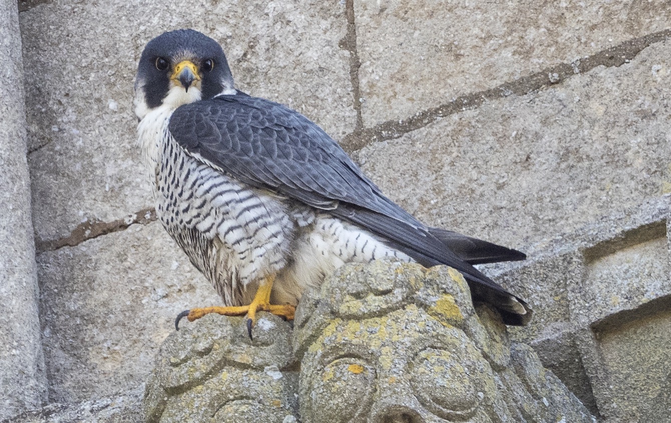 Peregrine Falcons’ return to Ely Cathedral