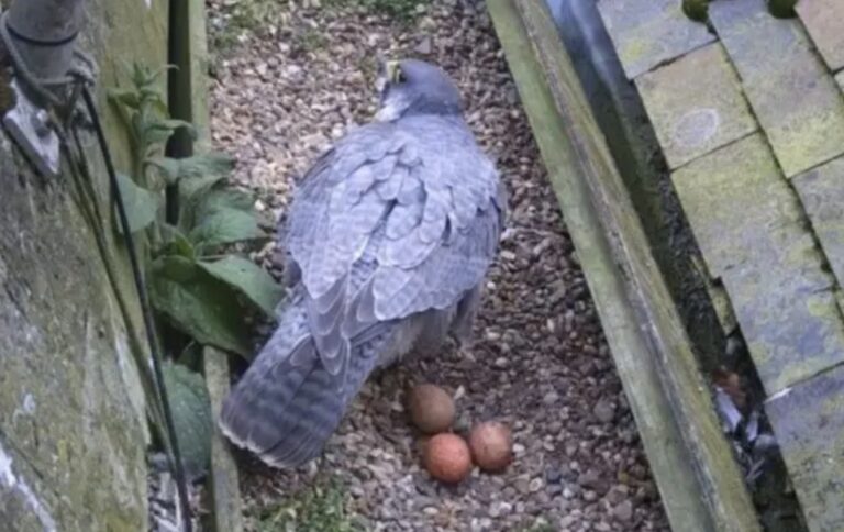 Three Peregrine Falcon Eggs at St Albans Cathedral
