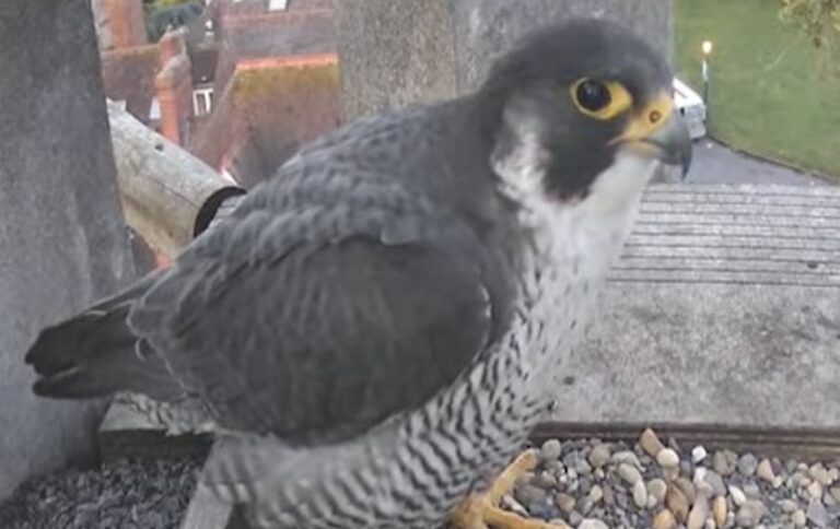 Worcester Cathedral Peregrines Return