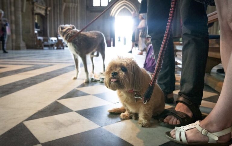 image from Worcester Cathedral Pet Service and Blessing