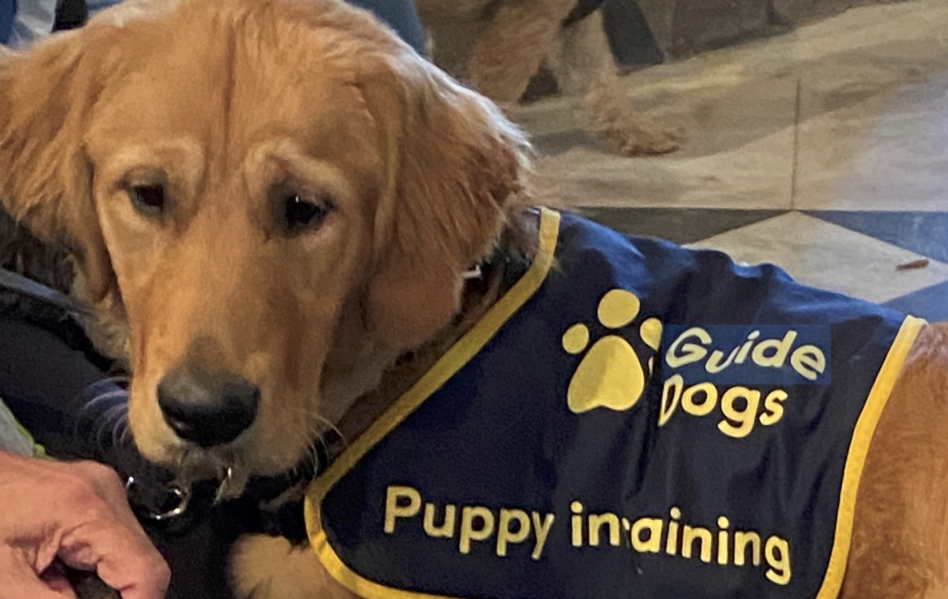 Worcester Cathedral Pets & Service Animals Blessing Service 2026