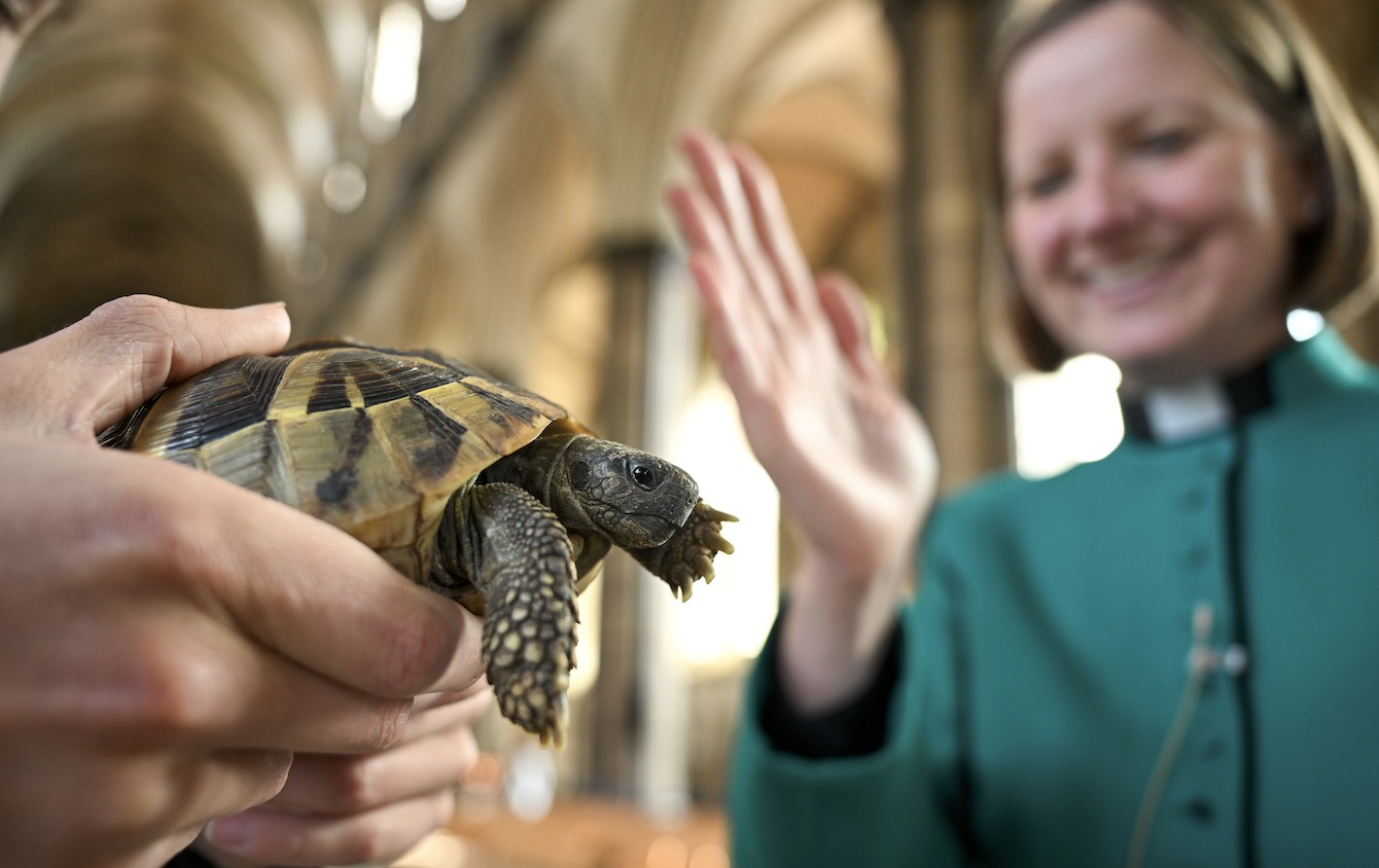 Pet Service at Salisbury Cathedral - September 19th 2 pm.
