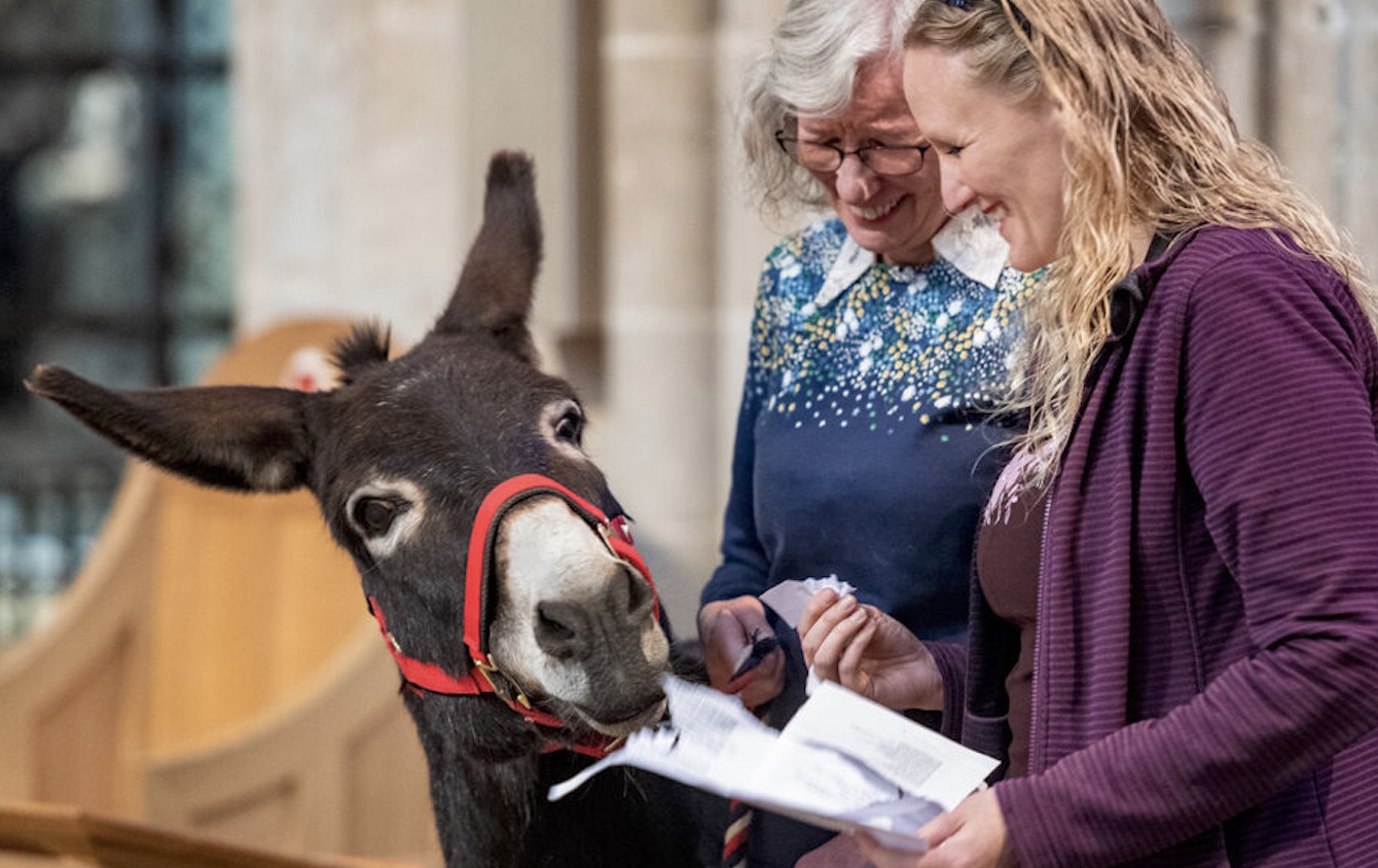 Cathedral Pet Services