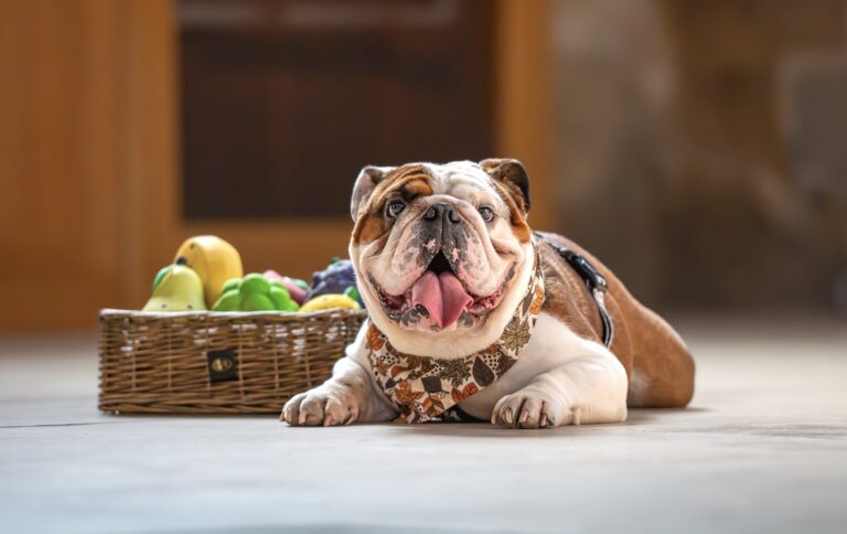 image from St Edmundsbury Cathedral and Sheffield Cathedral Launch 2027 Dog Calendars